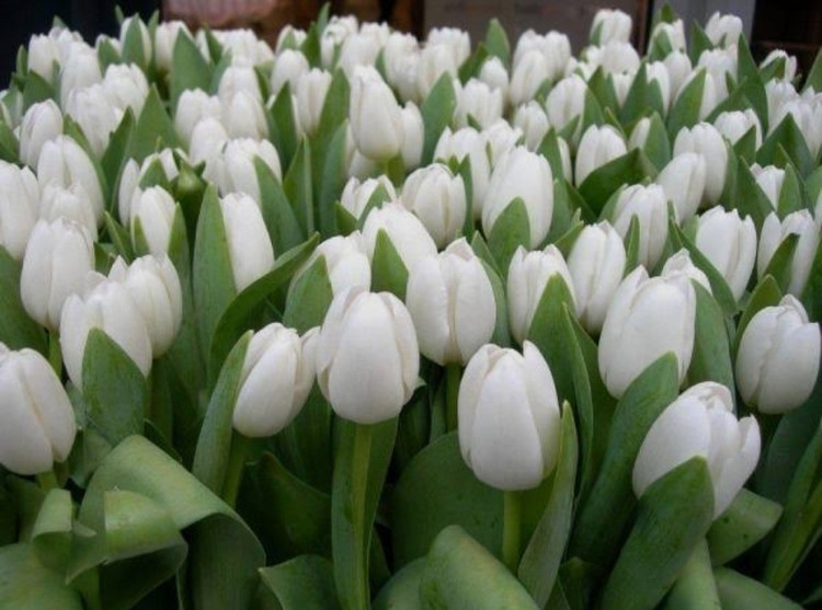 پیاز گل لاله هلندی سفید