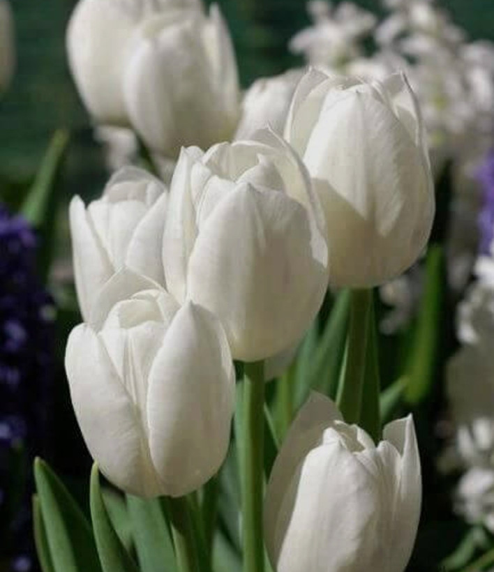 پیاز گل لاله هلندی سفید
