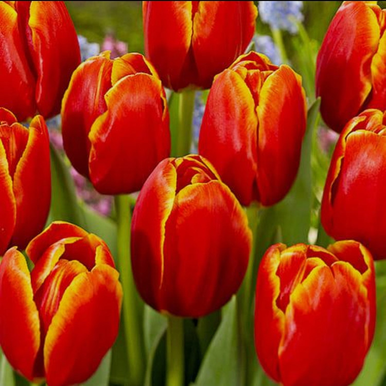 پیاز گل لاله هلندی کیس نلیس