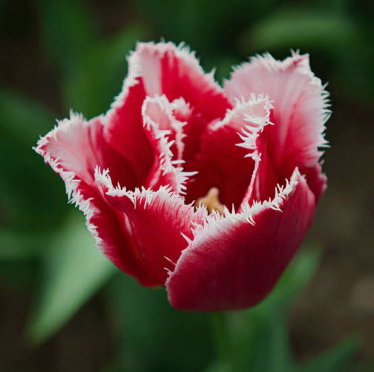 پیاز گل لاله هلندی کاناستا