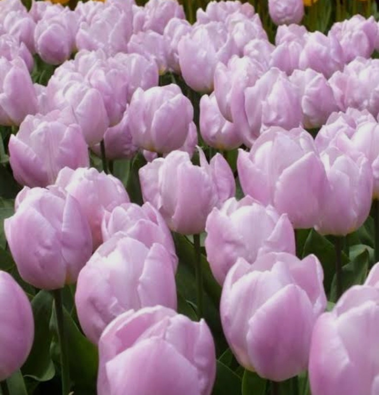 پیاز گل لاله هلندی کندی پرایس