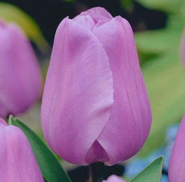 پیاز گل لاله هلندی کندی پرایس