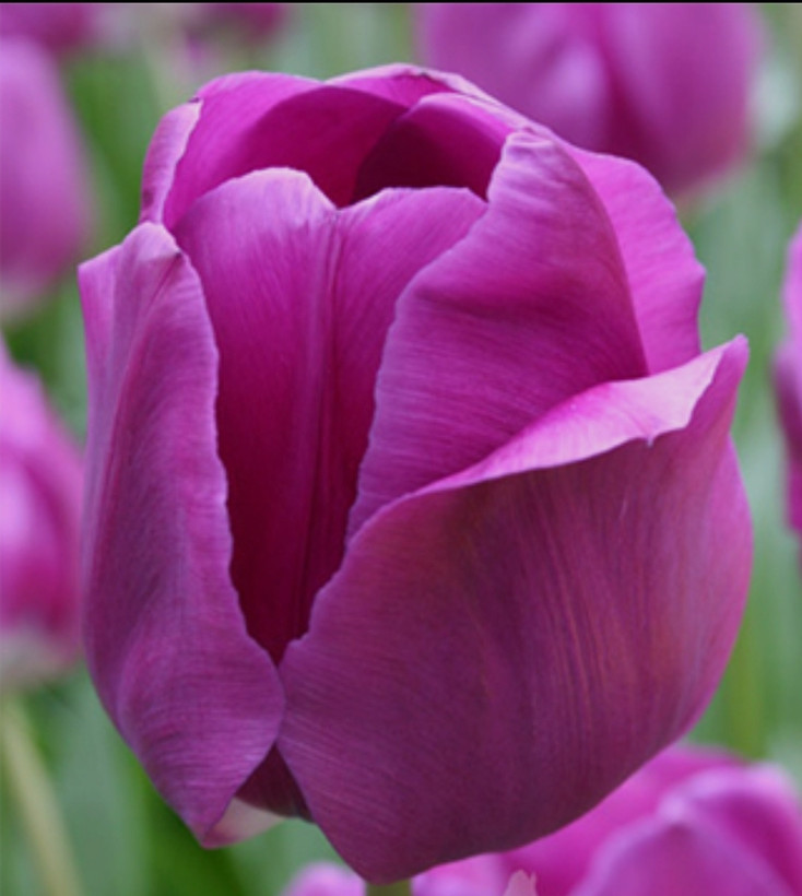 پیاز گل لاله هلندی کارولا