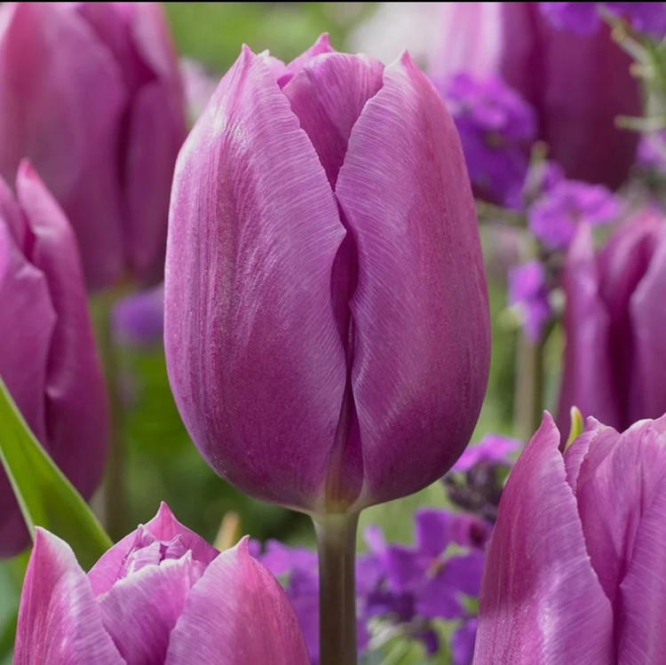 پیاز گل لاله هلندی کارولا