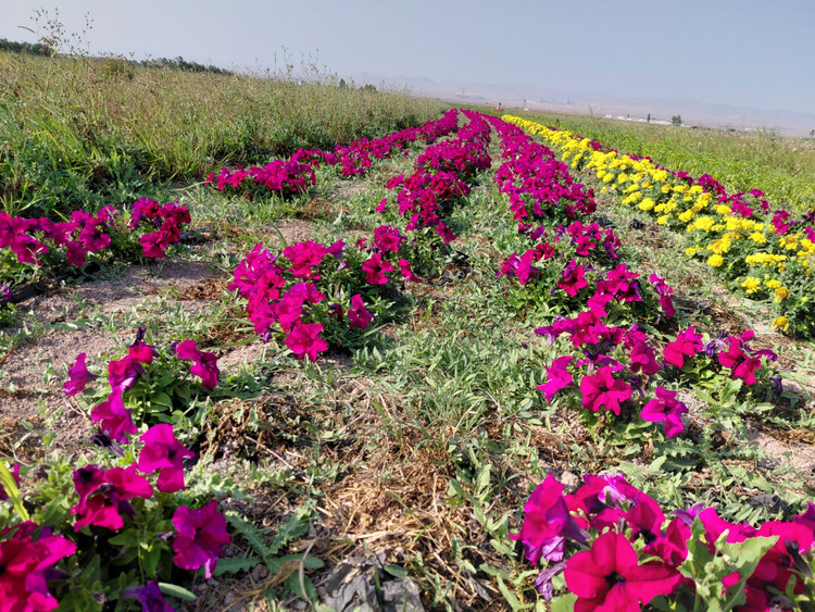 بذر گل اطلسی F2 هیبرید پا کوتاه گل درشت (6 رنگ جدا )