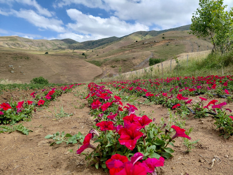 بذر گل اطلسی F2 هیبرید پا کوتاه گل درشت (6 رنگ جدا )