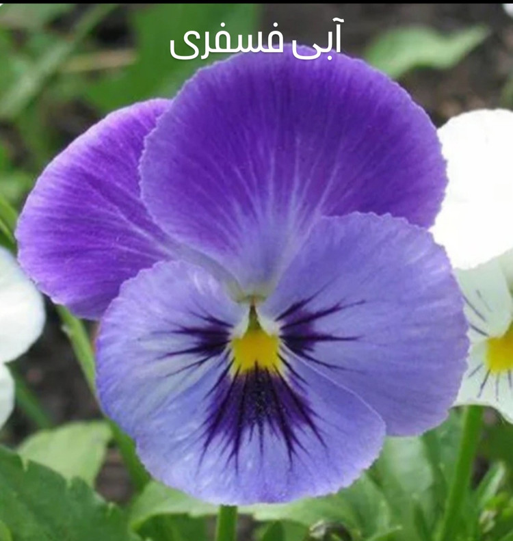 بذر گل بنفشه F2 تک رنگ (۷ رنگ جدا )
