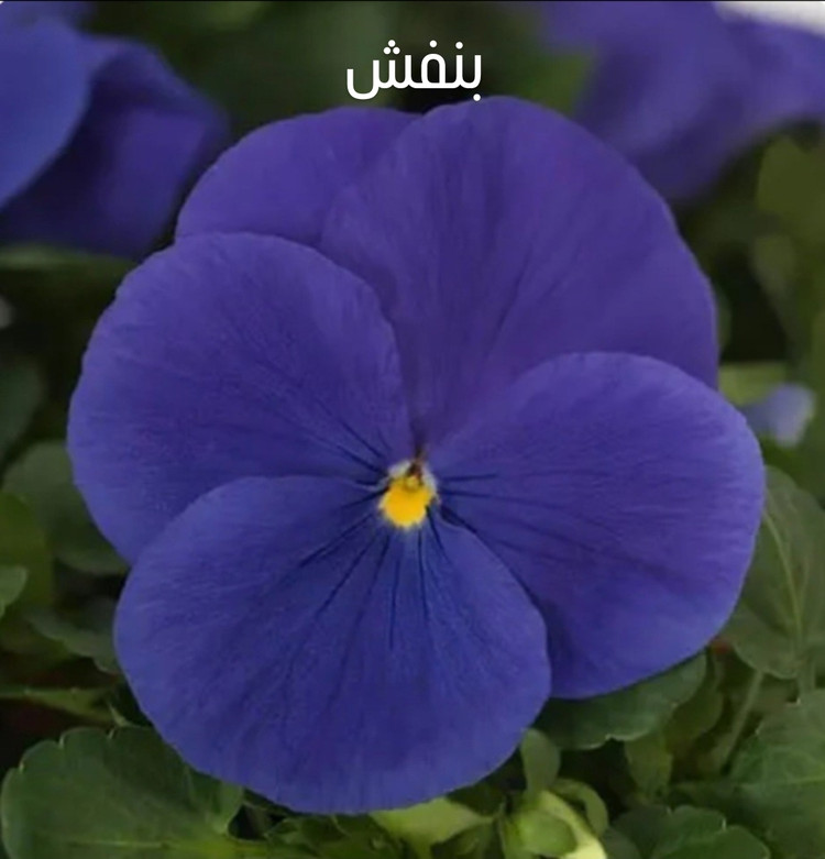 بذر گل بنفشه F2 تک رنگ (۷ رنگ جدا )