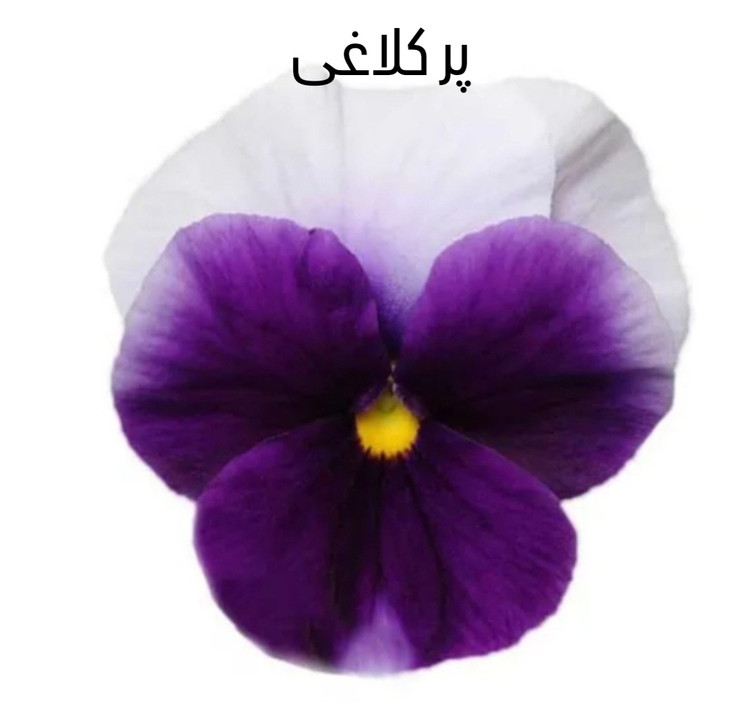 بذر گل بنفشه F2 تک رنگ (۷ رنگ جدا )