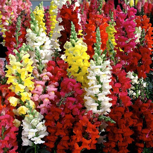بذر میمون پا بلند الوان
