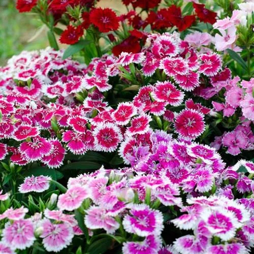 بذر گل میخک ( میخک باغی ) پا متوسط الوان
