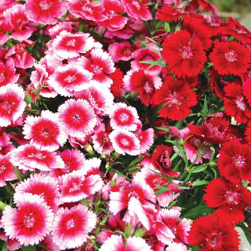 بذر گل میخک ( میخک باغی ) پا متوسط الوان