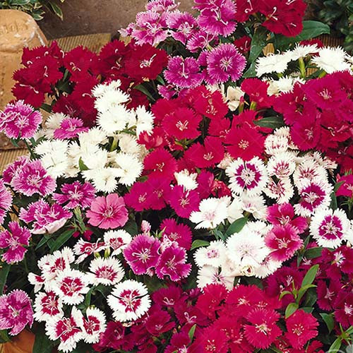 بذر گل میخک ( میخک باغی ) پا متوسط الوان