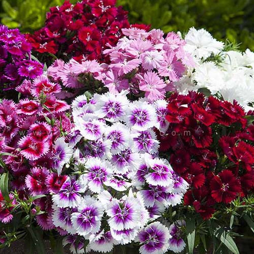 بذر گل میخک ( میخک باغی ) پا متوسط الوان