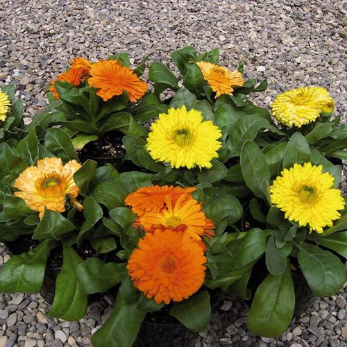 بذر گل همیشه بهار پاکوتاه پرپر مخلوط زرد و نارنجی (گلدانی)