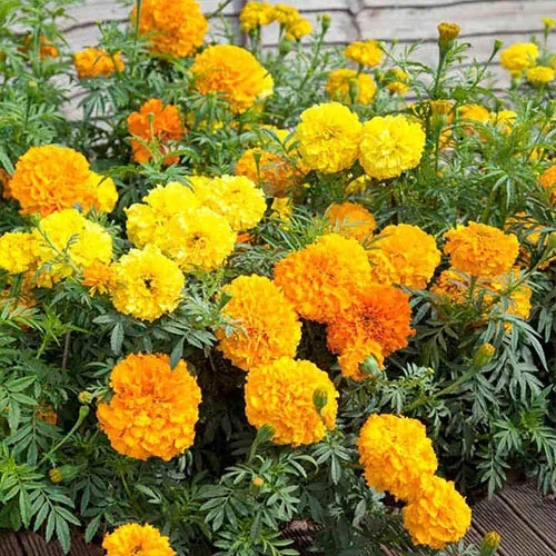 بذر گل جعفری پا متوسط پرگل گل درشت مخلوط زرد و نارنجی