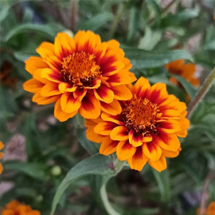 بذر گل آهار مکزیکی پاکوتاه گل ریز الوان (مینیاتوری)