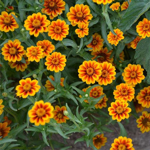 بذر گل آهار مکزیکی پاکوتاه گل ریز الوان (مینیاتوری)